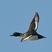 Tufted Duck  "Aythya fuligula"